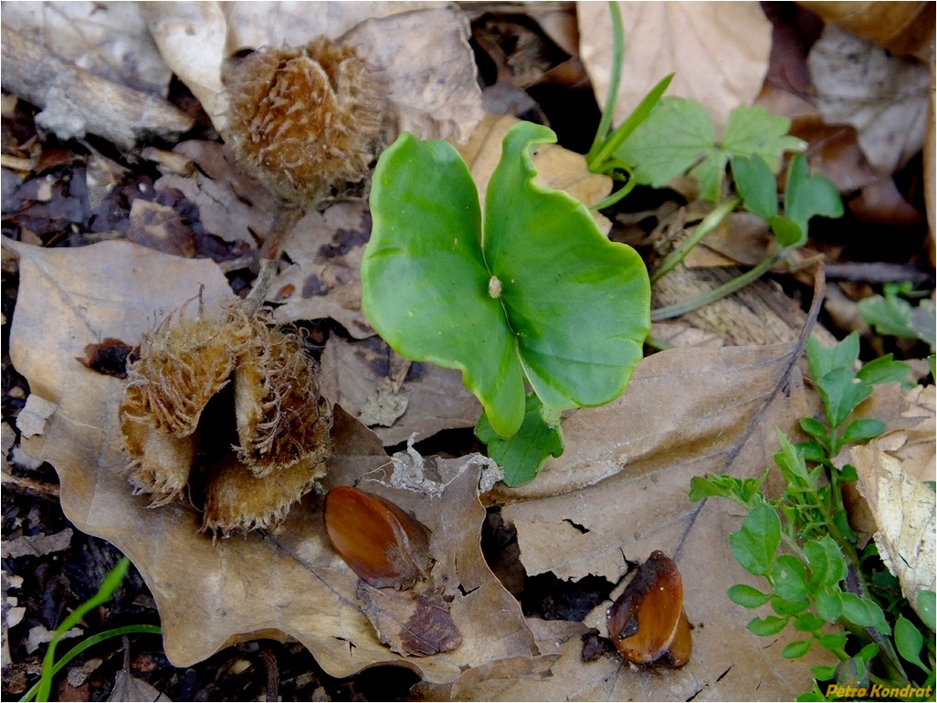 Image of Fagus sylvatica specimen.