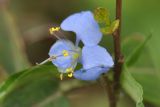 Commelina diffusa