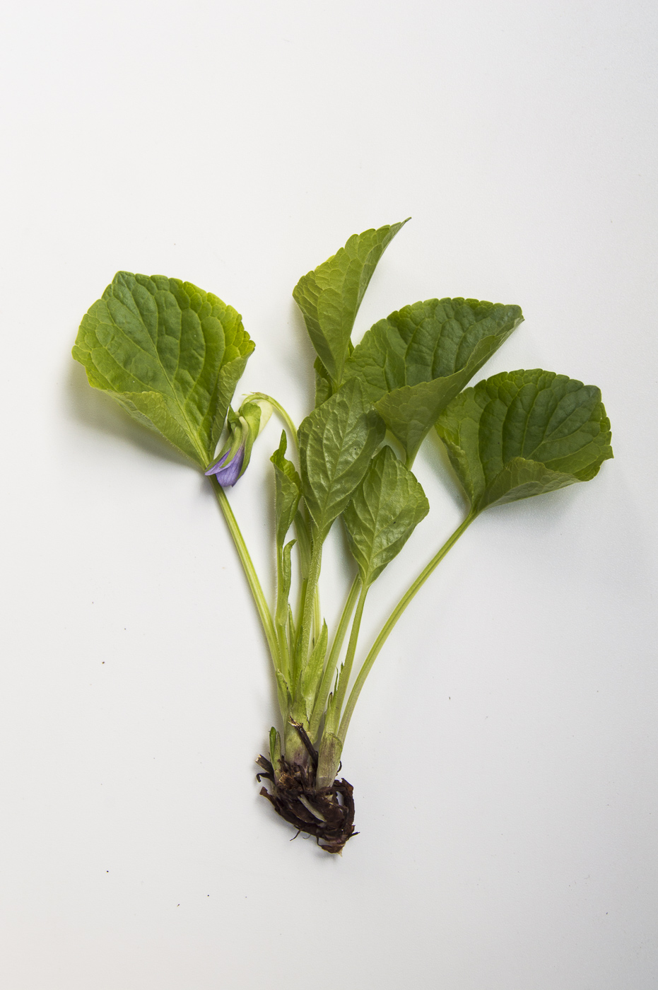 Image of Viola mirabilis specimen.