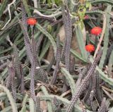 Kleinia stapeliiformis