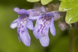 Glechoma hederacea