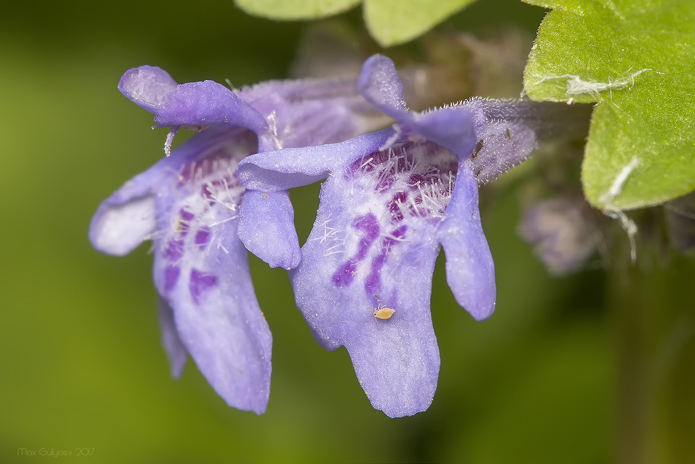 Изображение особи Glechoma hederacea.