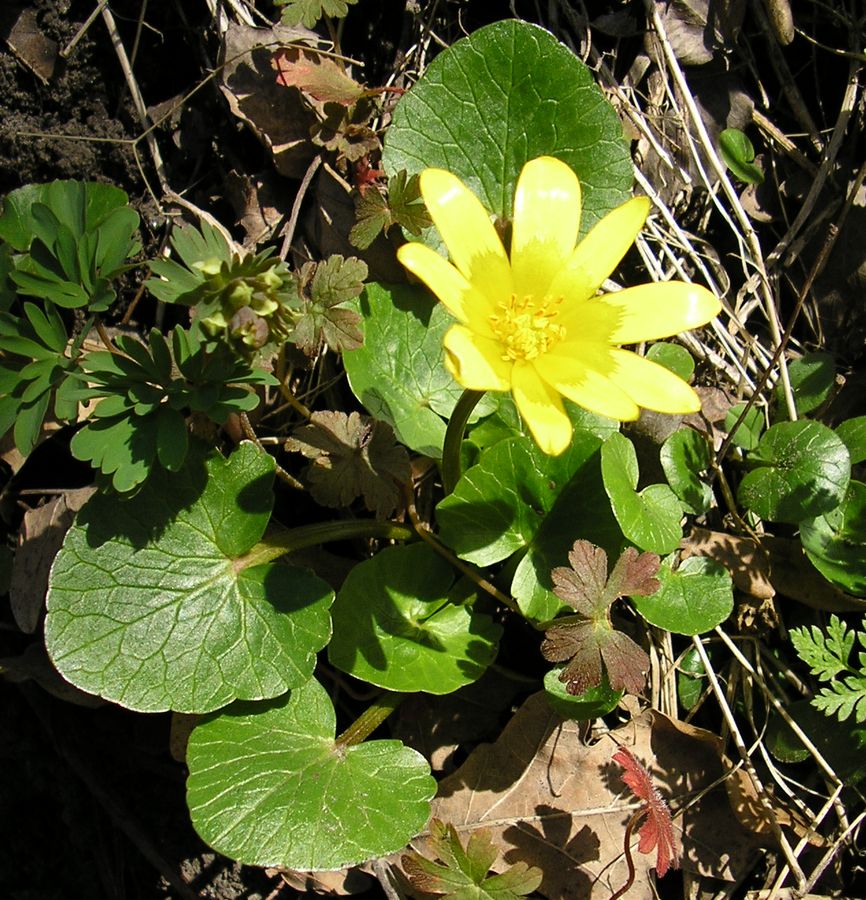 Image of Ficaria stepporum specimen.
