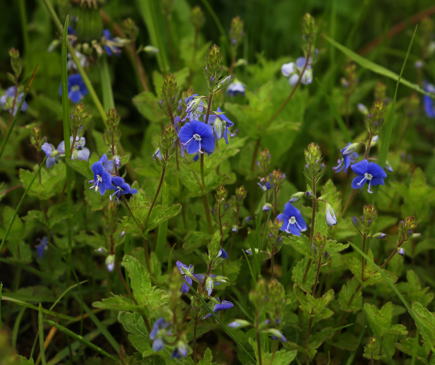 Image of Veronica chamaedrys specimen.