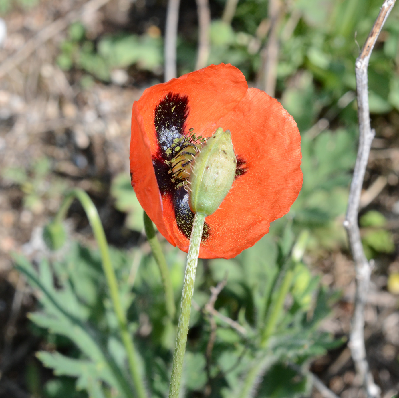 Image of Papaver stevenianum specimen.