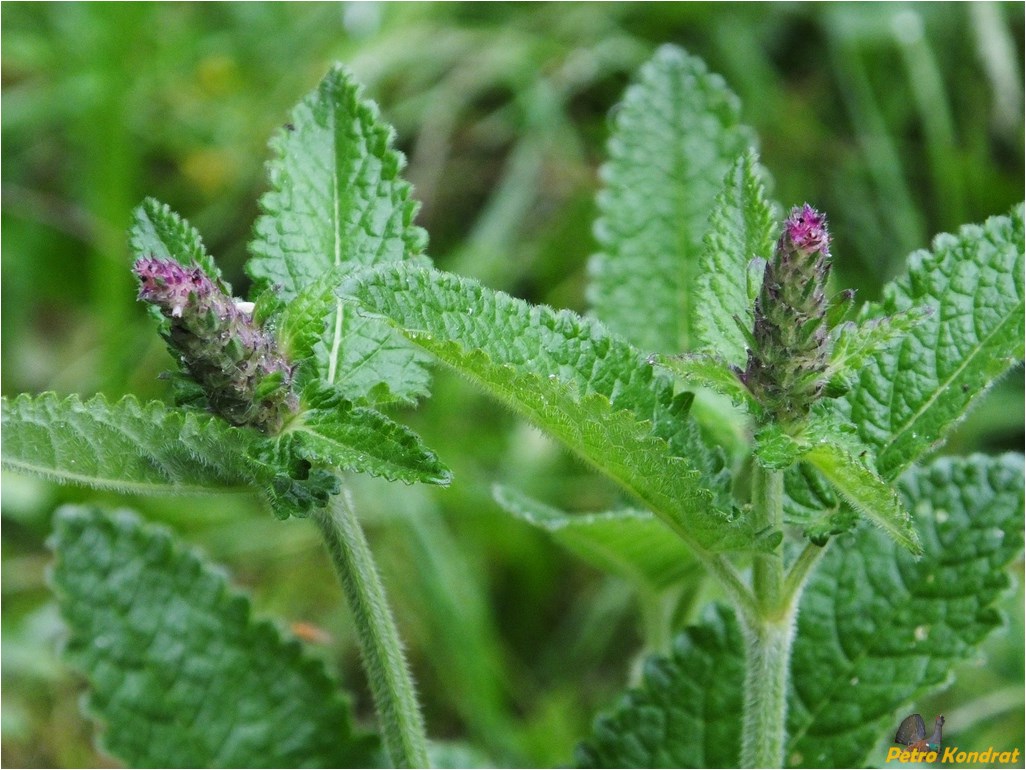 Изображение особи Betonica officinalis.