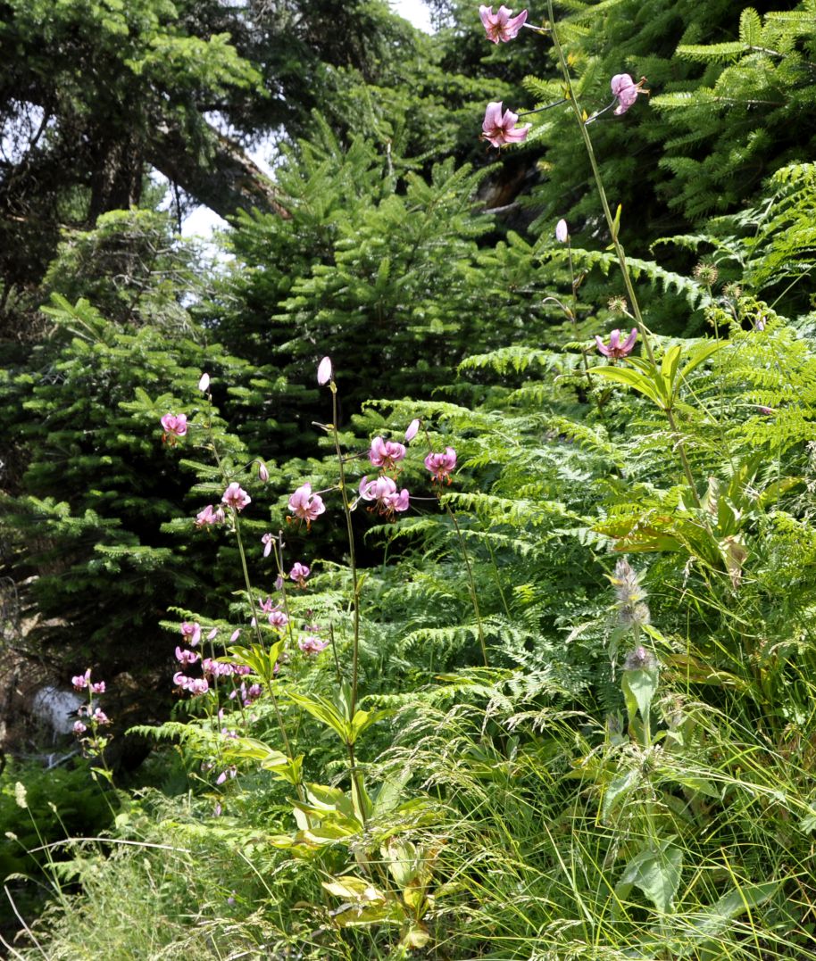 Image of Lilium martagon specimen.