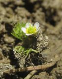 Ranunculus rionii. Цветущее растение. Крым, Керченский п-ов, окр. мыса Чауда, берег непересыхающей лужи на дне балки. 25 июня 2017 г.