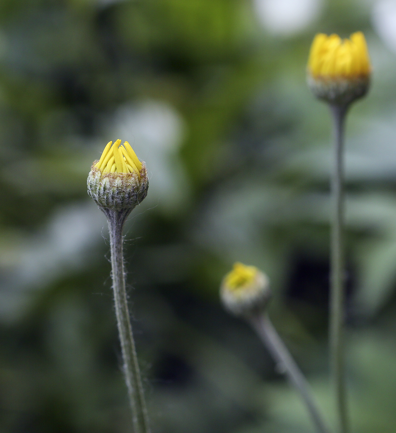 Image of Anthemis tinctoria specimen.