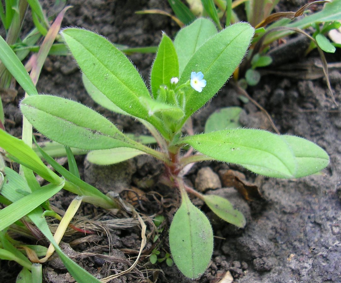 Image of Myosotis sparsiflora specimen.