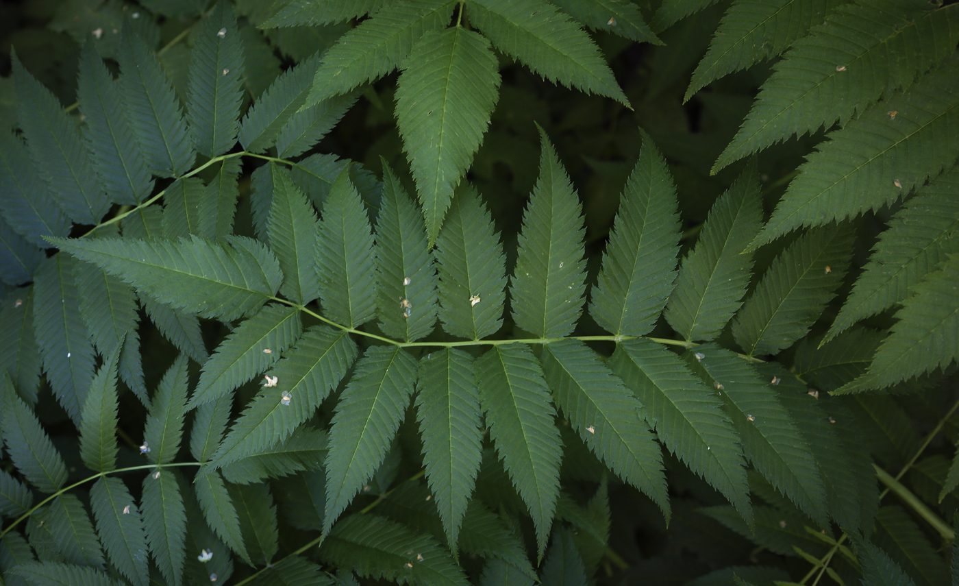 Image of Sorbaria sorbifolia specimen.