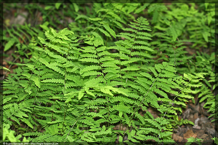 Изображение особи Thelypteris palustris.