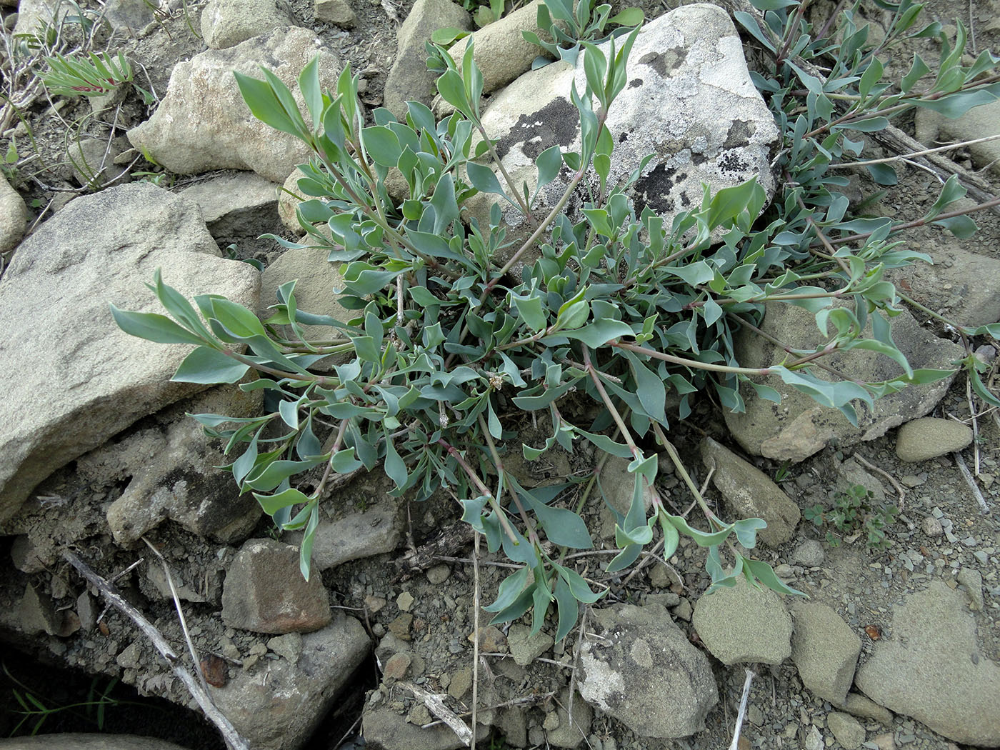 Изображение особи Silene swertiifolia.