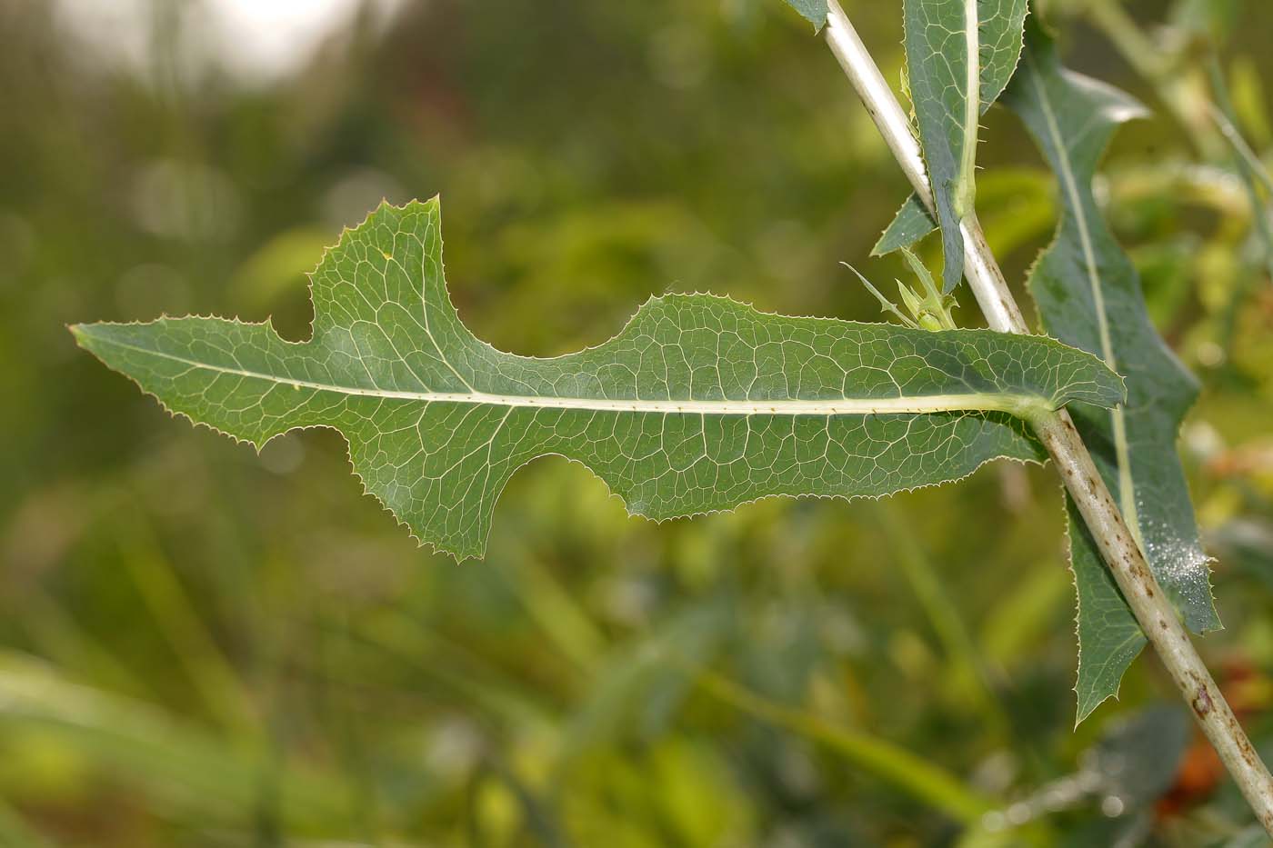 Image of Lactuca serriola specimen.