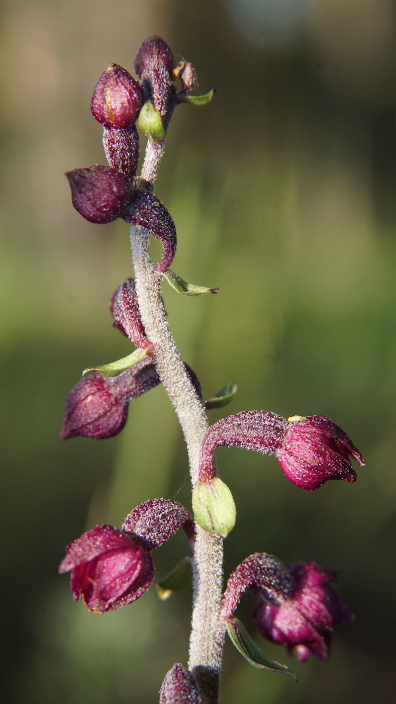 Image of Epipactis atrorubens specimen.