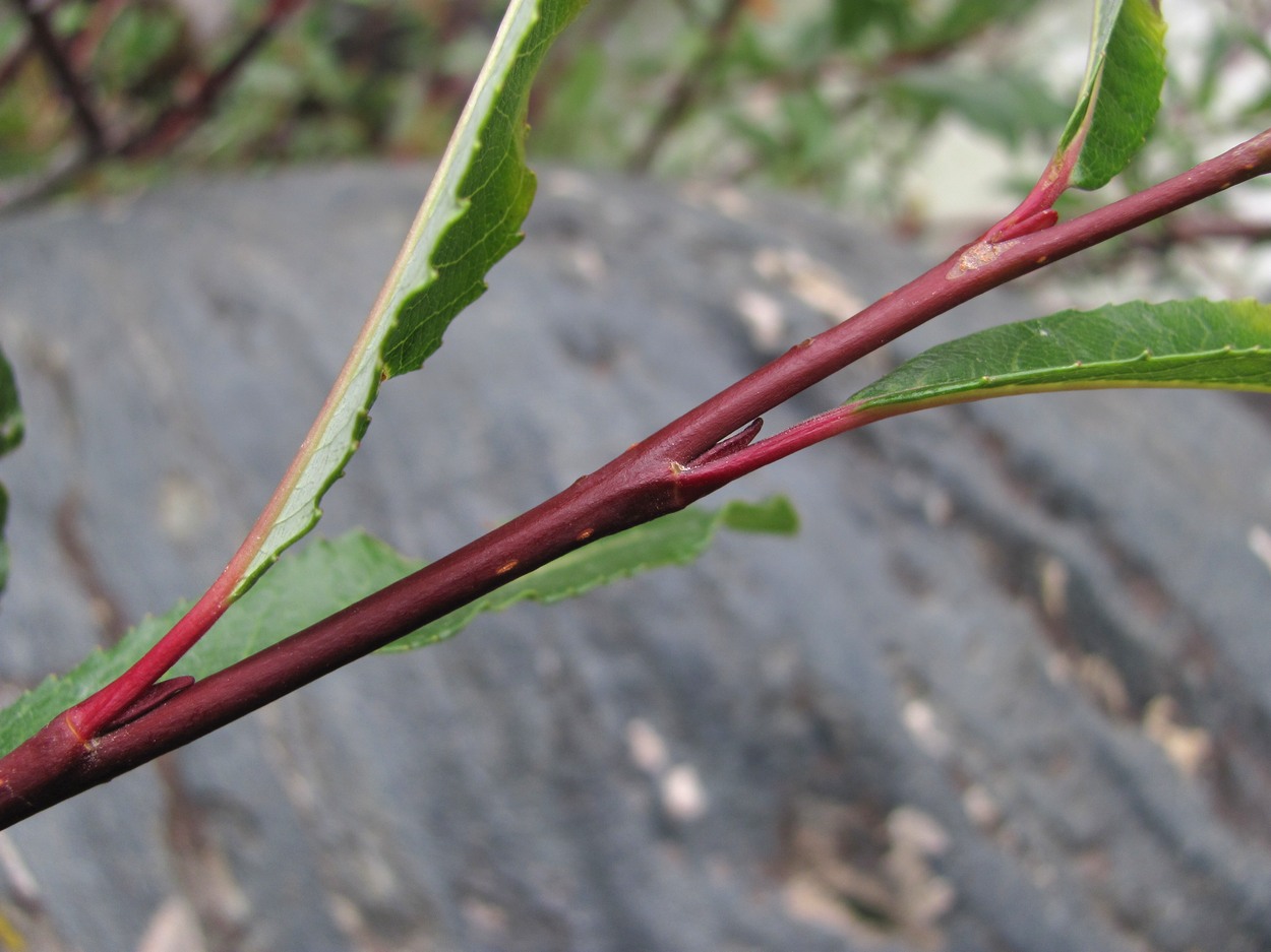 Image of Salix kazbekensis specimen.
