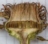 Inula helenium