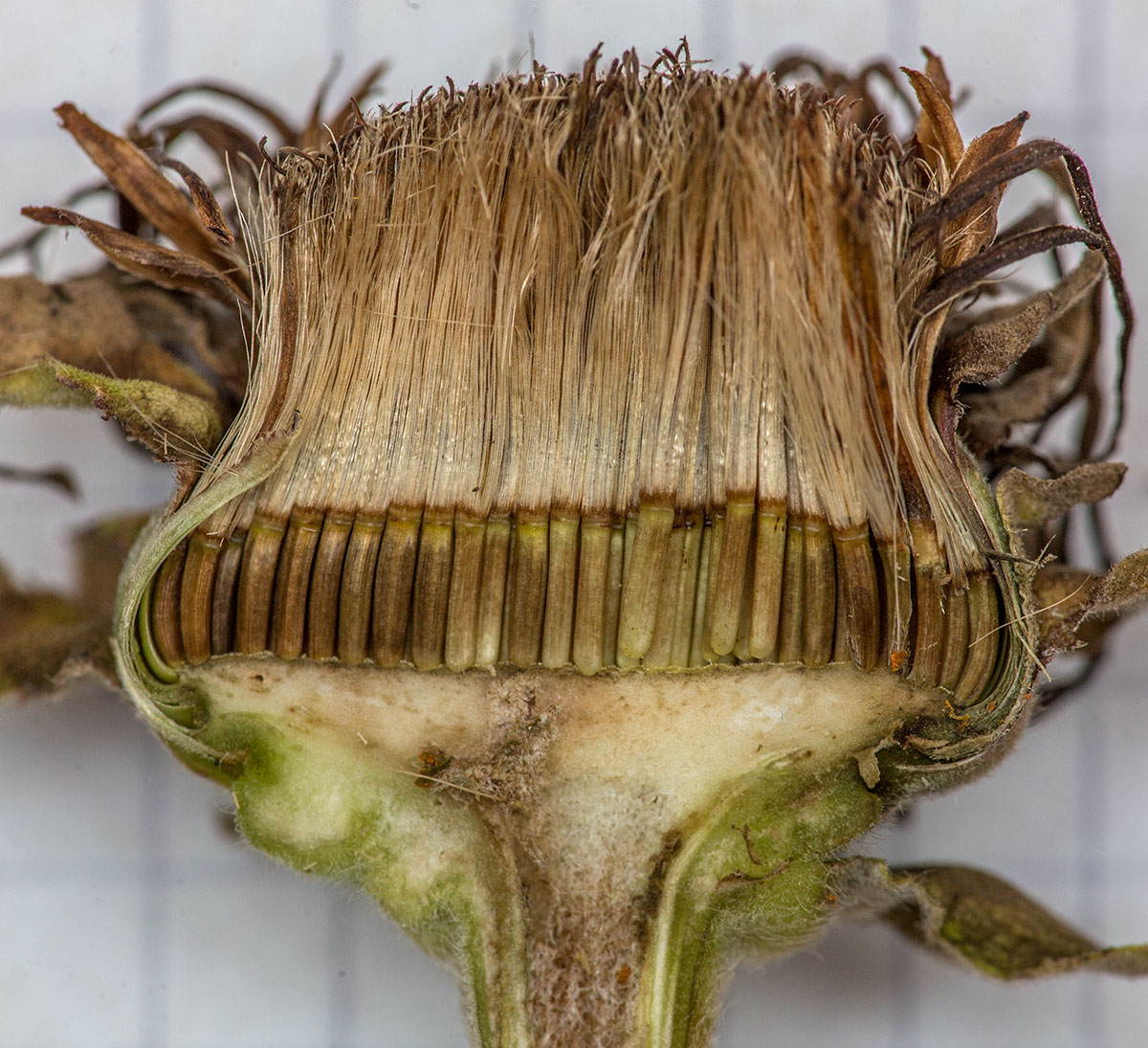Image of Inula helenium specimen.