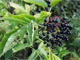 Sambucus nigra. Соплодие и лист. Украина, Ивано-Франковская обл., Болеховский горсовет, Поляницкий сельсовет, Поляницкий региональный ландшафтный парк, ур. Скалы, обочина лесной дороги. 08.09.2017.