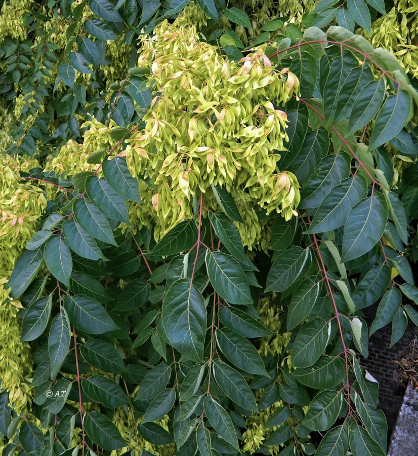 Изображение особи Ailanthus altissima.