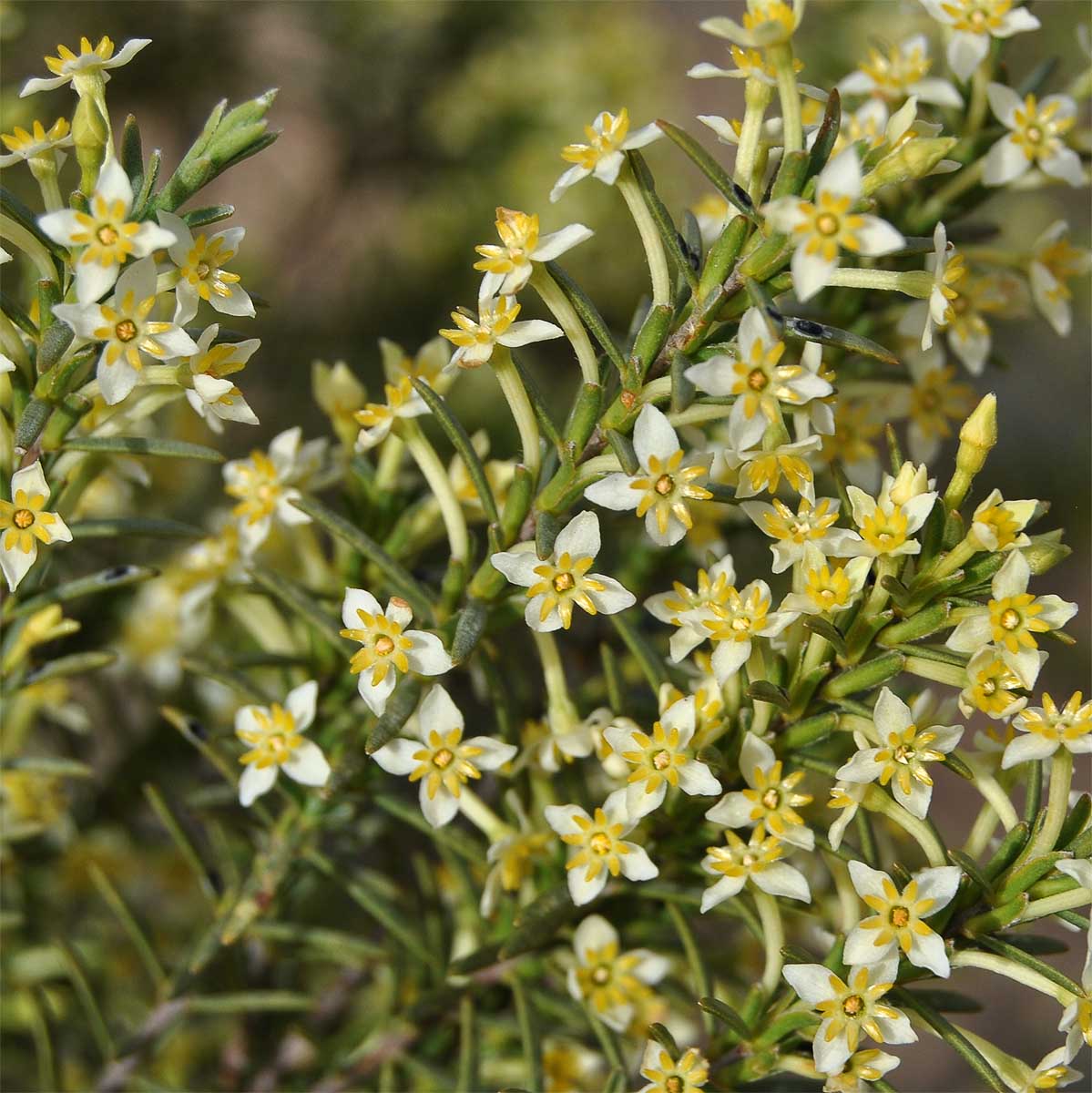 Изображение особи Struthiola striata.