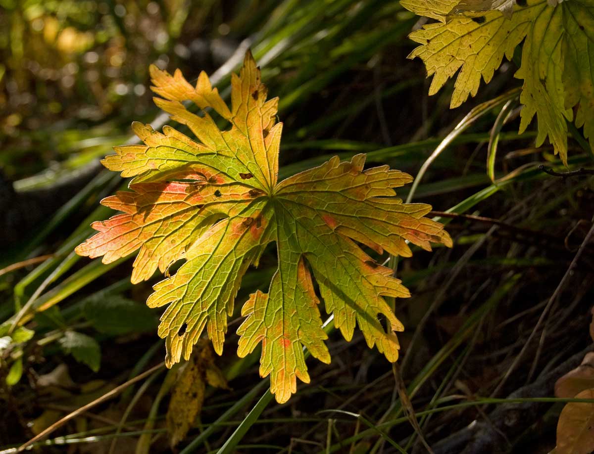Image of genus Geranium specimen.