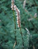 Myricaria bracteata. Верхушка побега с соплодием. Таджикистан, Фанские горы, долина р. Чапдара, ≈ 2500 м н.у.м., берег реки. 03.08.2017.