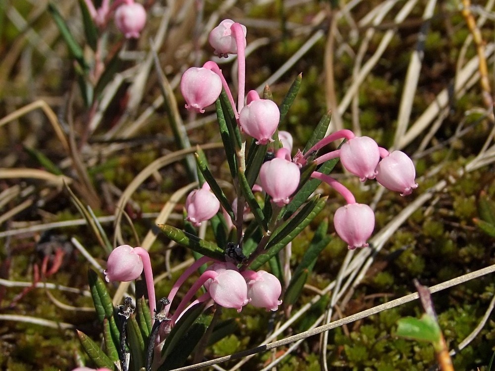 Изображение особи Andromeda polifolia.