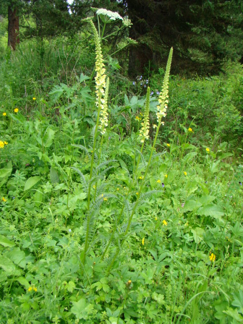 Image of Pedicularis incarnata specimen.