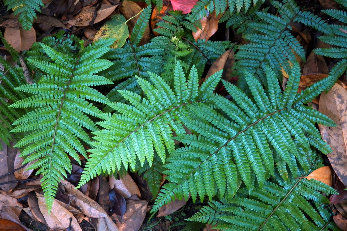 Image of genus Polystichum specimen.