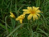 Hieracium hololeion