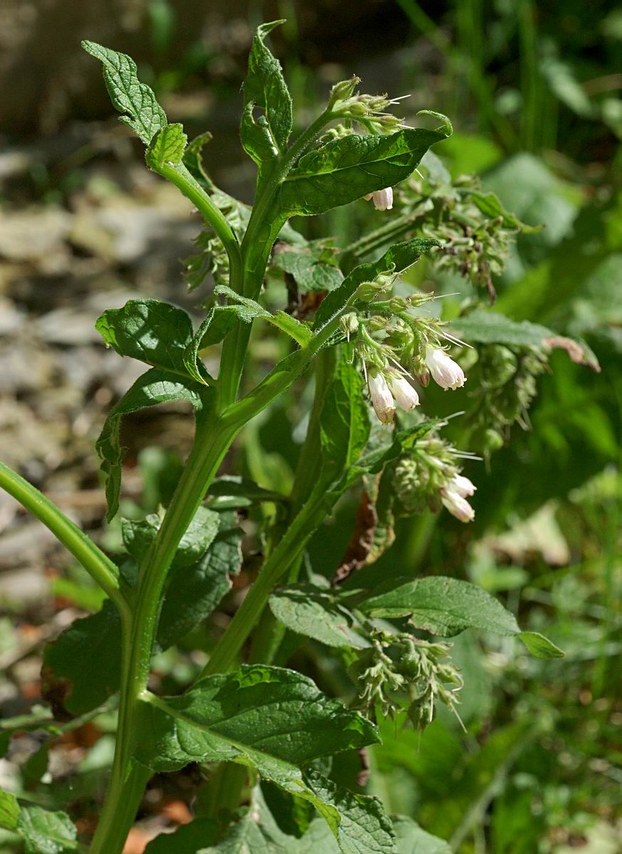 Image of genus Symphytum specimen.