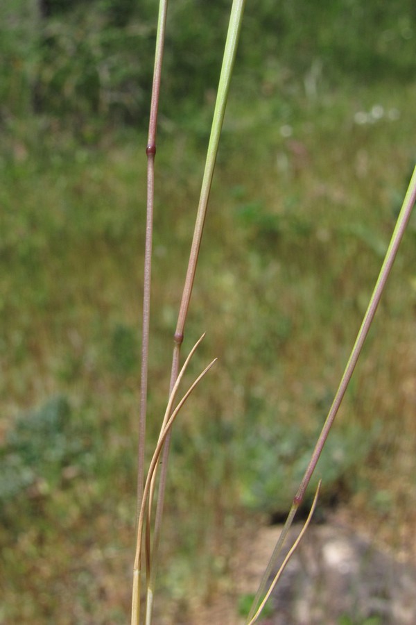 Изображение особи Vulpia ciliata.