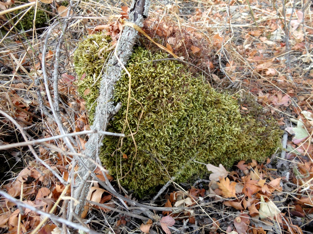 Изображение особи Pleurozium schreberi.