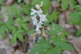 Corydalis marschalliana. Верхушка цветущего растения. Азербайджан, окр. г. Куба (Губа), лесопарк. 6 апреля 2017 г.