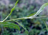 Saussurea parviflora. Часть побега. Якутия, Нерюнгринский р-н, перед перевалом Тит, в полосе ЛЭП, среди кустов. 26.07.2016.
