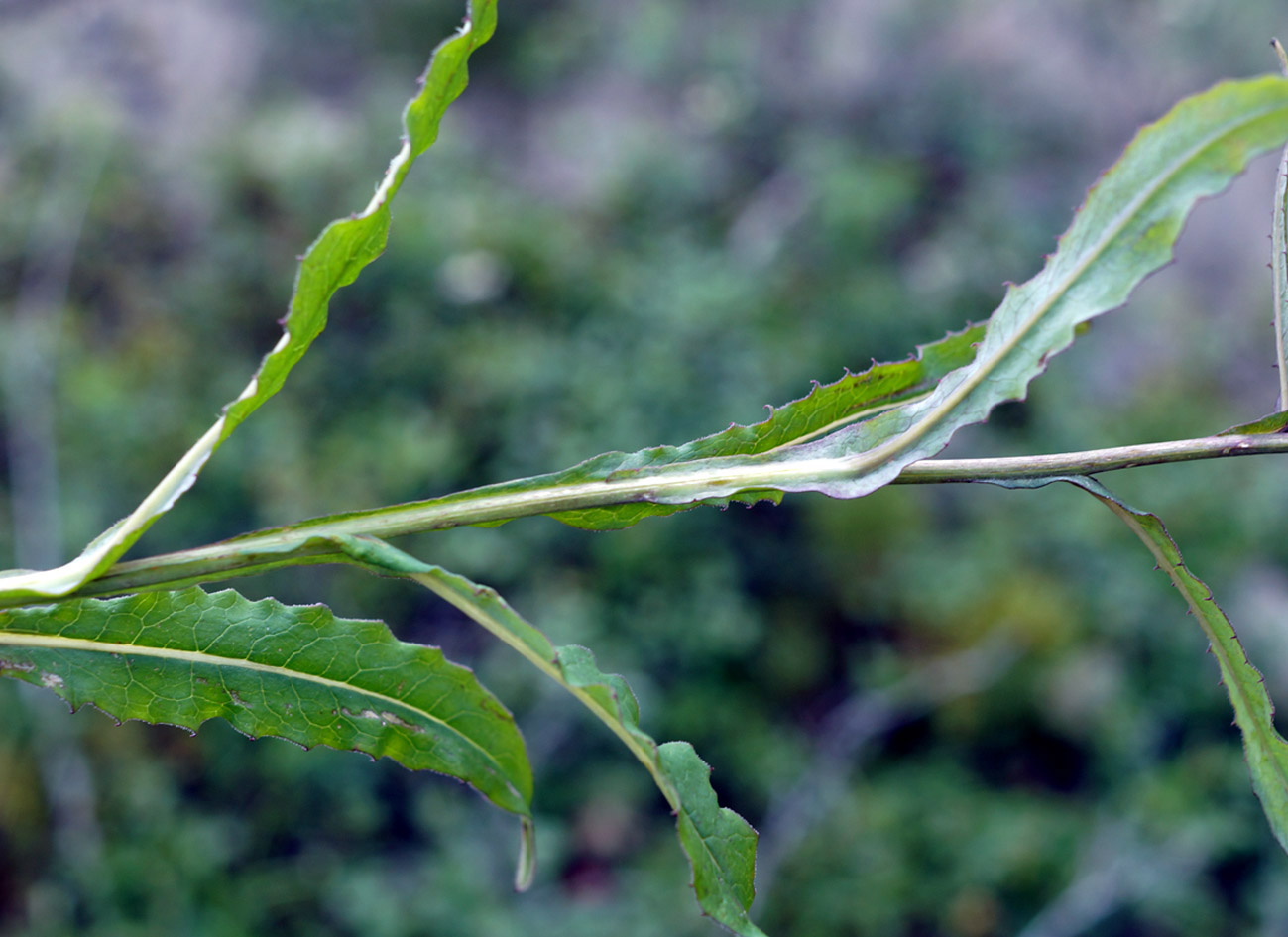 Изображение особи Saussurea parviflora.