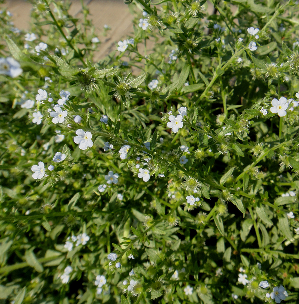 Image of genus Lappula specimen.