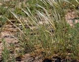 genus Stipa. Цветущие растения. Монголия, аймак Завхан, окр. пос. Сантмаргац, ≈ 1700 м н.у.м., горная степь. 10.06.2017.