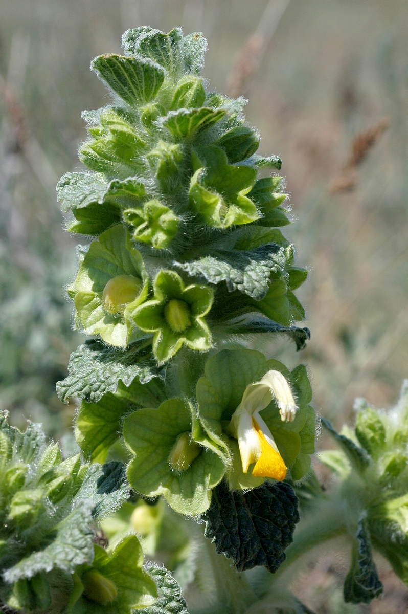 Image of Eremostachys isochila specimen.