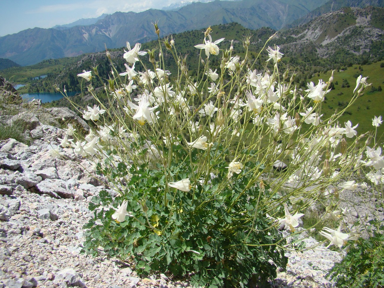 Изображение особи Aquilegia tianschanica.