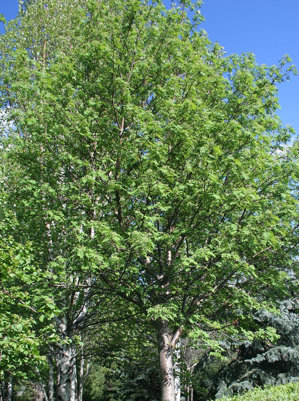 Image of Sorbus aucuparia specimen.