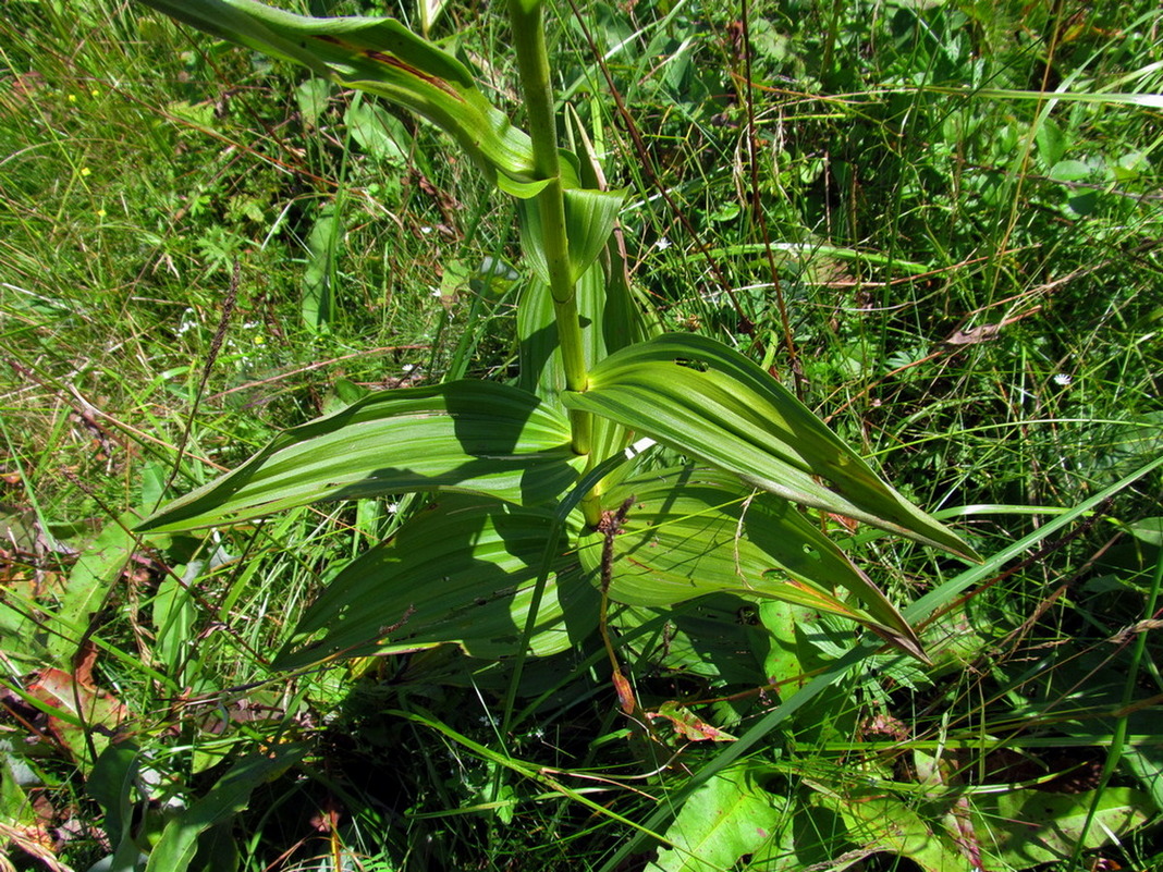 Изображение особи Veratrum lobelianum.