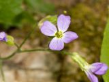 Aubrieta deltoidea. Цветок. Греция, о-в Крит, ном Ханья (Νομός Χανίων), дим Платаньяс (Δήμος Πλατανιά), горный массив Лефка Ори (Λευκά Όρη), урочище Ксилоскало (Ξυλόσκαλο), ≈ 1100 м н.у.м, в расщелине скалы. 28 июня 2017 г.