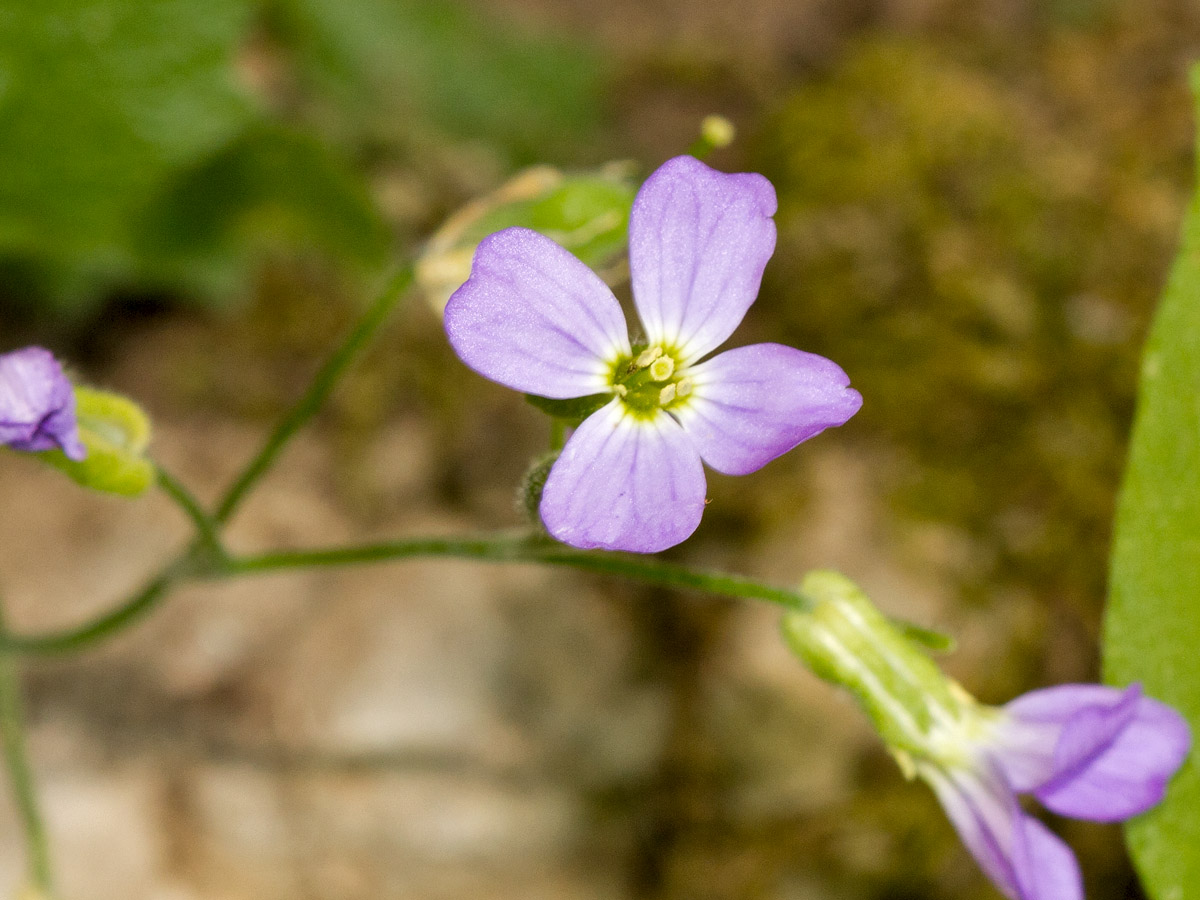 Image of Aubrieta deltoidea specimen.