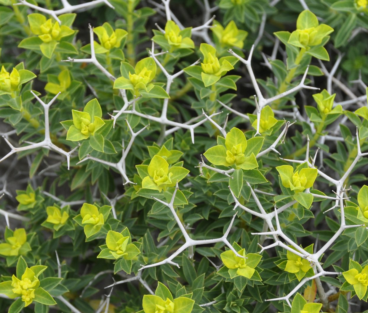 Image of Euphorbia acanthothamnos specimen.