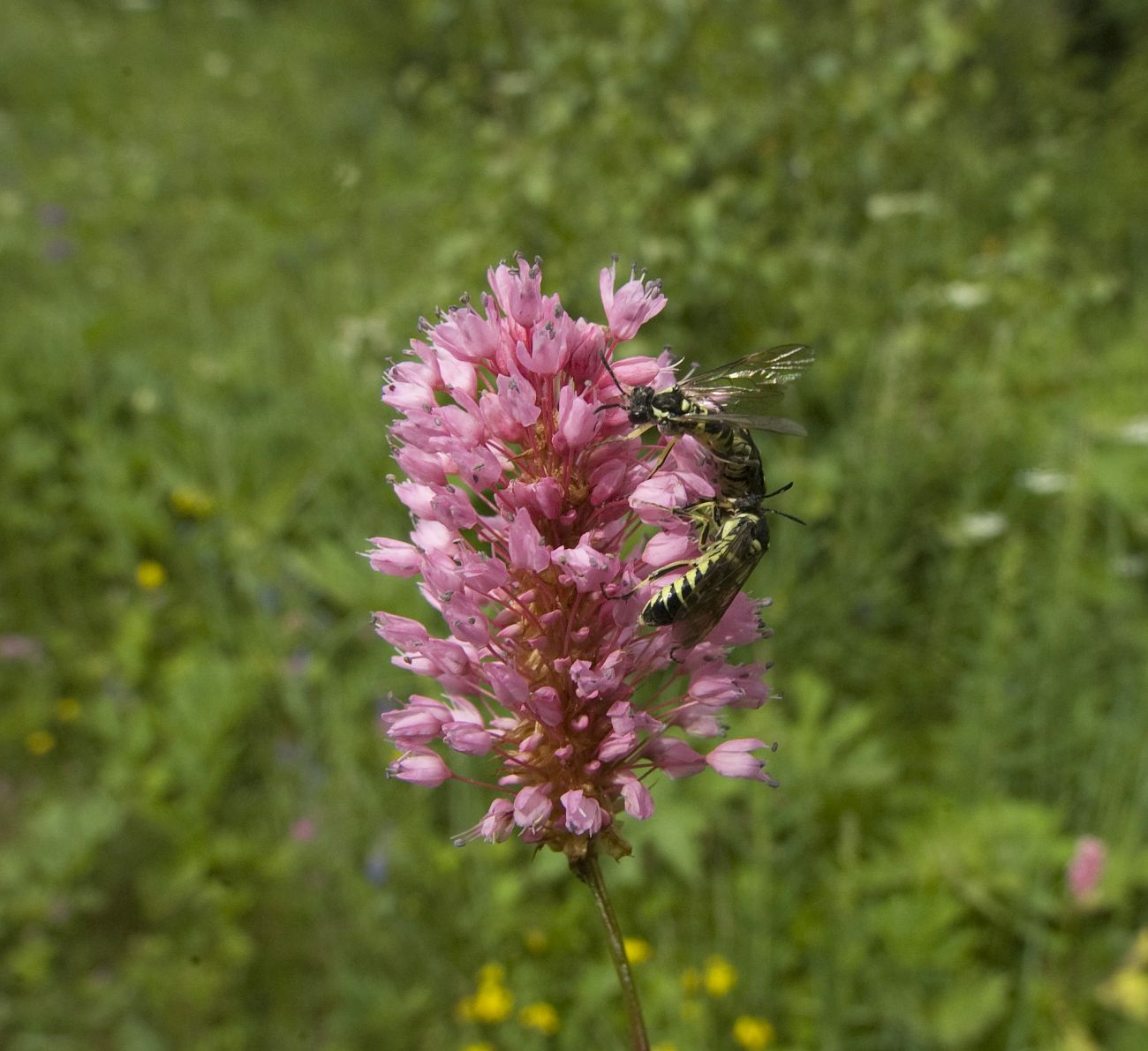 Изображение особи Bistorta carnea.