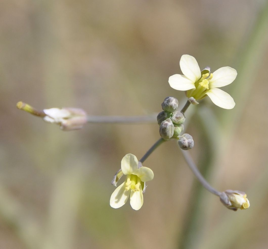 Image of Brassica tournefortii specimen.