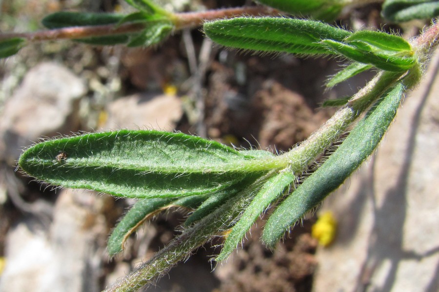 Image of Helianthemum grandiflorum specimen.
