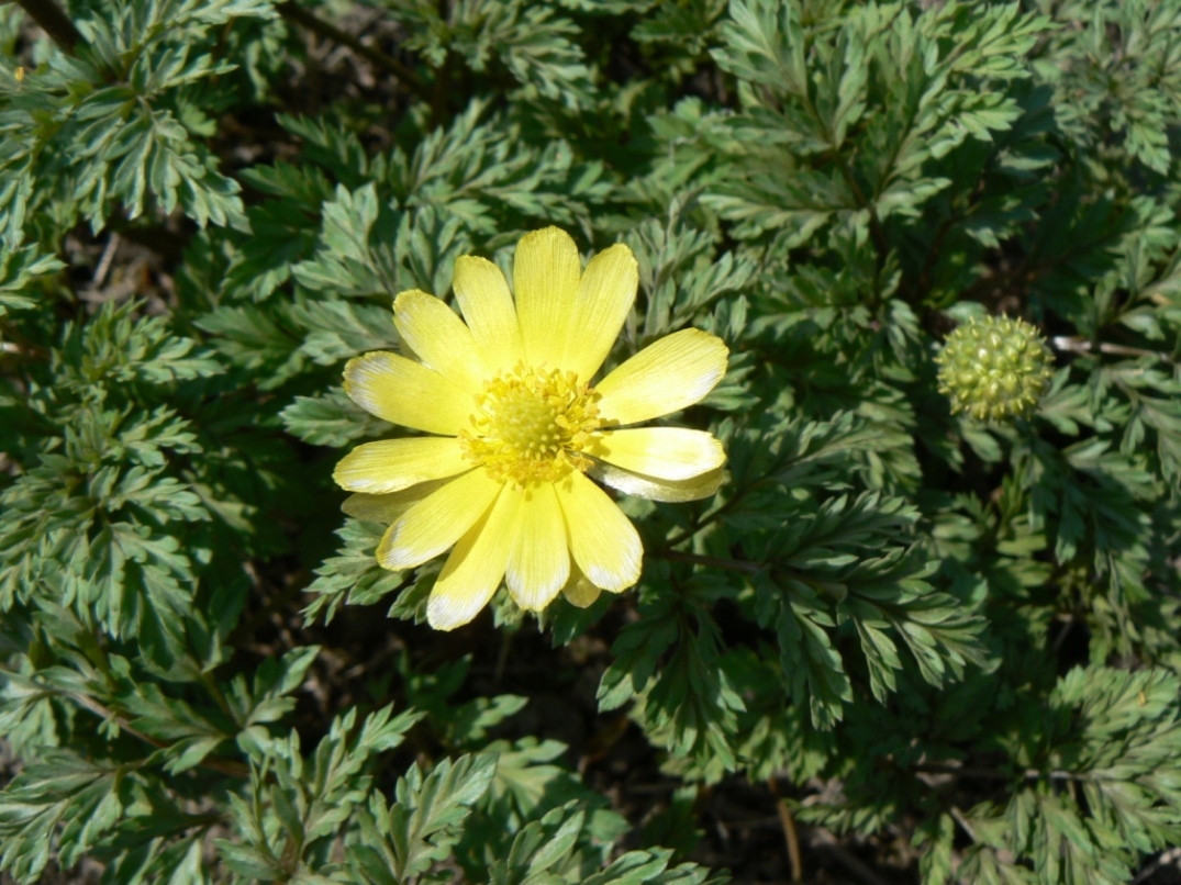 Image of Adonis amurensis specimen.